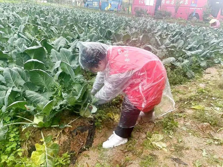 香港免费资料大全